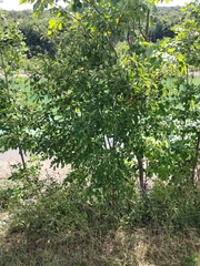 Amelanchier spicata