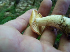 Cuphophyllus pratensis