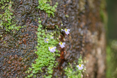 Utricularia striatula