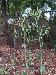 Lactuca canadensis