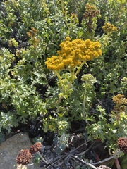 Eriophyllum