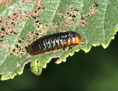 Monocesta coryli