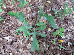 Lactuca canadensis