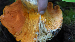 Russula brevipes
