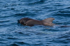 Globicephala macrorhynchus