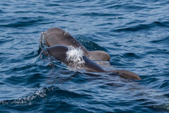 Globicephala macrorhynchus