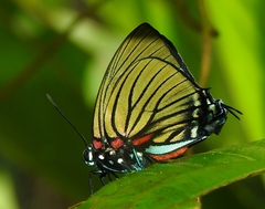 Atlides polybe