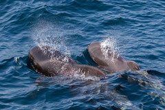 Globicephala macrorhynchus