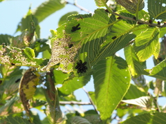 Monocesta coryli