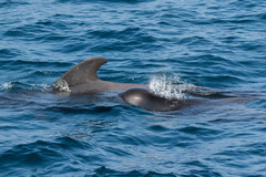 Globicephala macrorhynchus