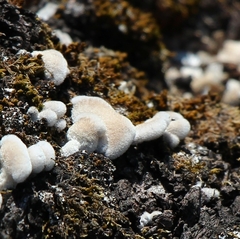 Schizophyllum commune