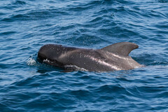 Globicephala macrorhynchus