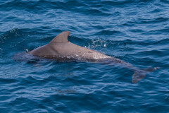 Globicephala macrorhynchus