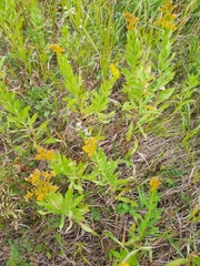 Solidago missouriensis