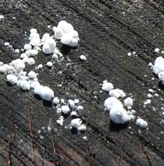 Schizophyllum commune