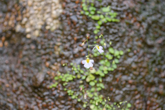 Utricularia striatula