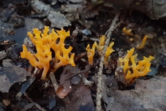 Clavariaceae