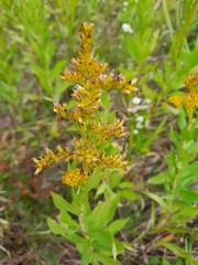 Solidago missouriensis