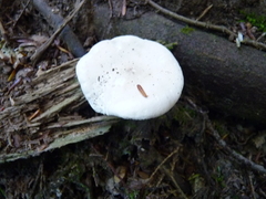 Clitopilus