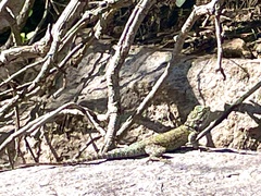 Sceloporus jarrovii
