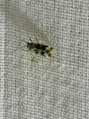 Phytocoris tiliae