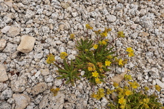 Ivesia lycopodioides