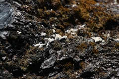 Schizophyllum commune