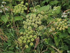 Angelica triquinata