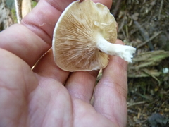 Clitopilus
