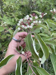 Cornus drummondii