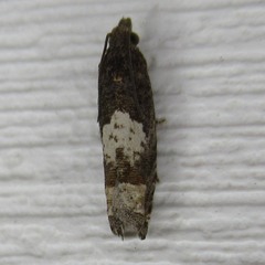 Eucosma parmatana