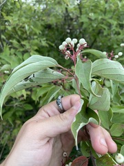 Cornus drummondii