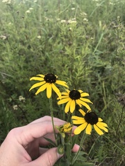 Rudbeckia missouriensis