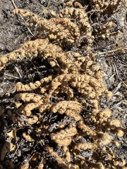 Myriopteris gracillima