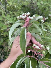 Cornus drummondii