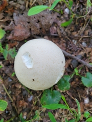 Lycoperdon