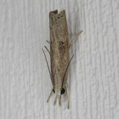 Parapediasia teterrellus