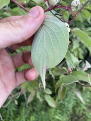 Cornus drummondii