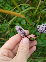 Mentha spicata