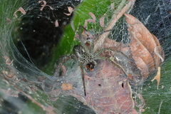 Aglaoctenus lagotis