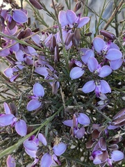 Polygala microlopha