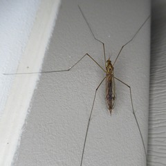 Nephrotoma ferruginea