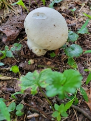 Lycoperdon