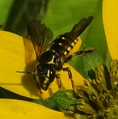 Paranthidium jugatorium