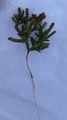 Salicornia rubra