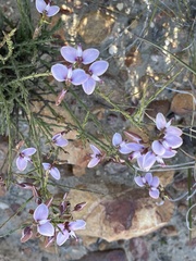 Polygala microlopha