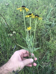 Rudbeckia missouriensis