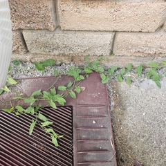 Convolvulus arvensis