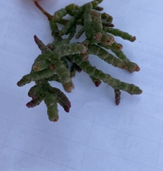 Salicornia rubra