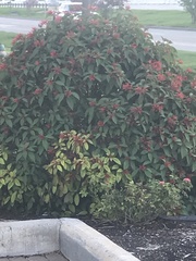 Photinia × fraseri